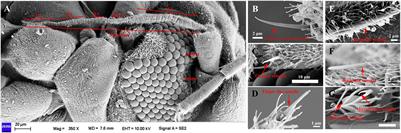 Characterization of Antennal Chemosensilla and Associated Chemosensory Genes in the Orange Spiny Whitefly, Aleurocanthus spiniferus (Quaintanca)